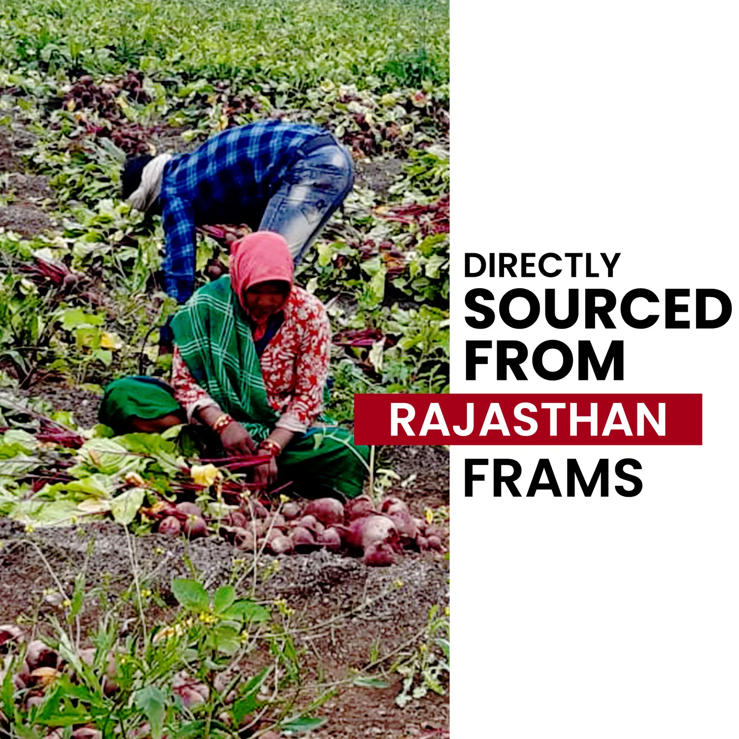 powder beetroot (50 gm) powder beetroot (50 gm)